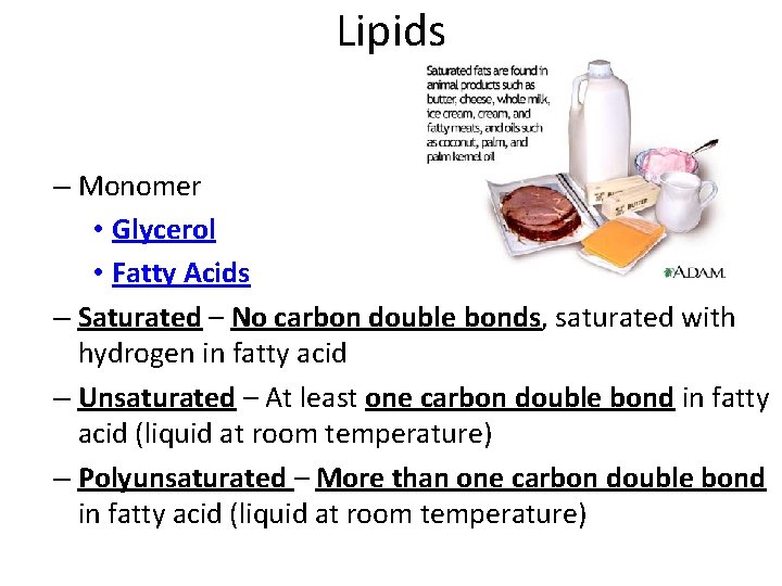 Lipids – Monomer • Glycerol • Fatty Acids – Saturated – No carbon double