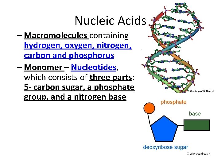 Nucleic Acids – Macromolecules containing hydrogen, oxygen, nitrogen, carbon and phosphorus – Monomer –