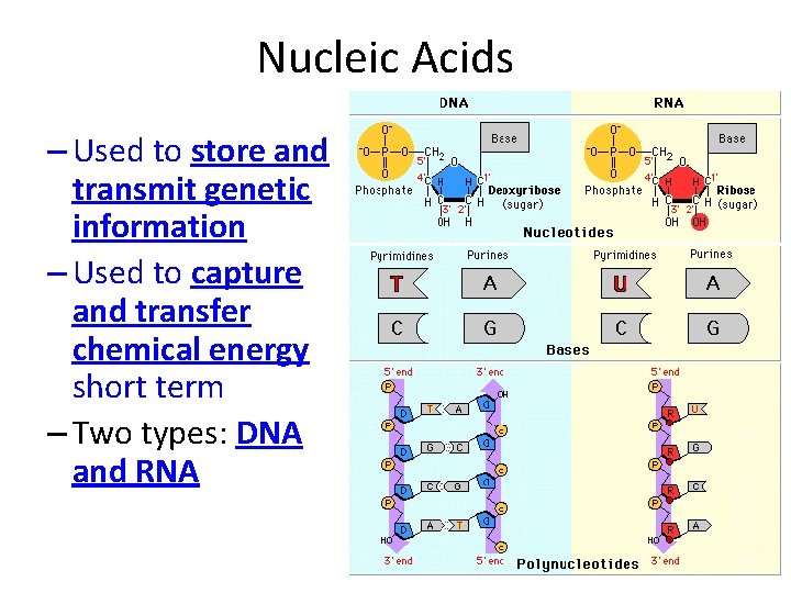 Nucleic Acids – Used to store and transmit genetic information – Used to capture