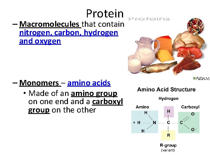 Protein – Macromolecules that contain nitrogen, carbon, hydrogen and oxygen – Monomers – amino