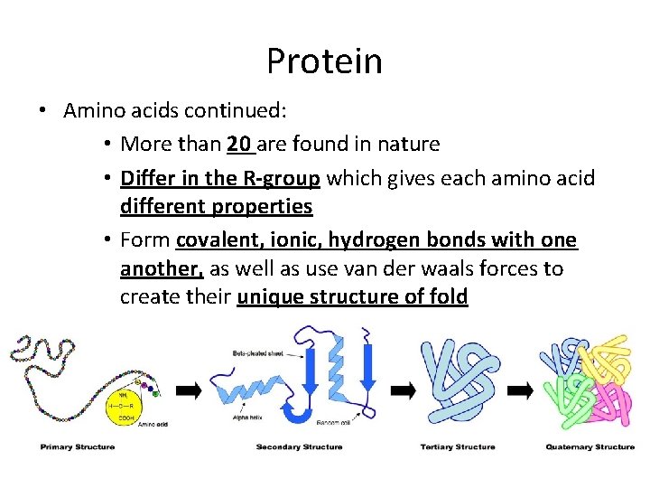 Protein • Amino acids continued: • More than 20 are found in nature •