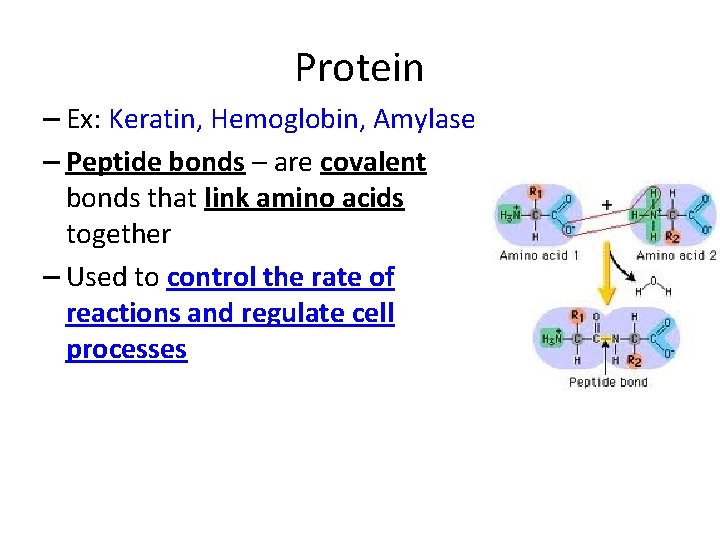 Protein – Ex: Keratin, Hemoglobin, Amylase – Peptide bonds – are covalent bonds that