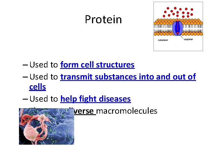 Protein – Used to form cell structures – Used to transmit substances into and