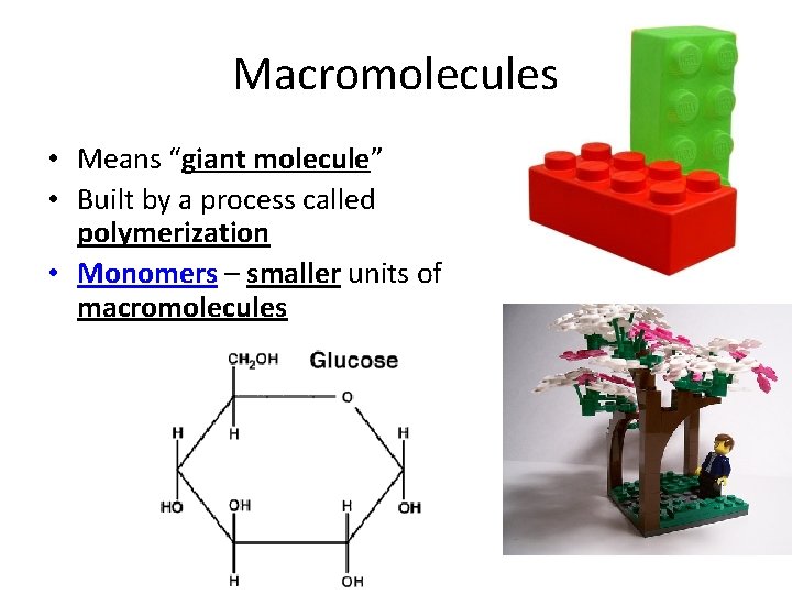 Macromolecules • Means “giant molecule” • Built by a process called polymerization • Monomers
