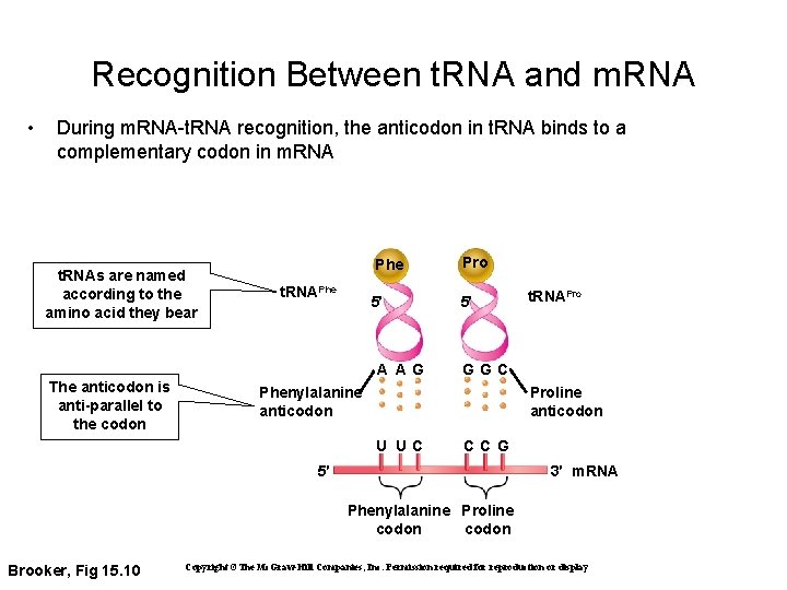 Recognition Between t. RNA and m. RNA • During m. RNA-t. RNA recognition, the