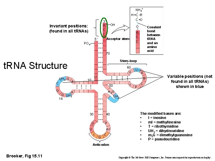 NH 3+ H C R C O 3′ A C C Invariant positions: (found