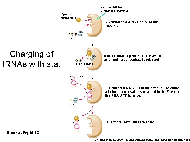 Aminoacyl-t. RNA Synthetase (enzyme) Specific amino acid An amino acid and ATP bind to