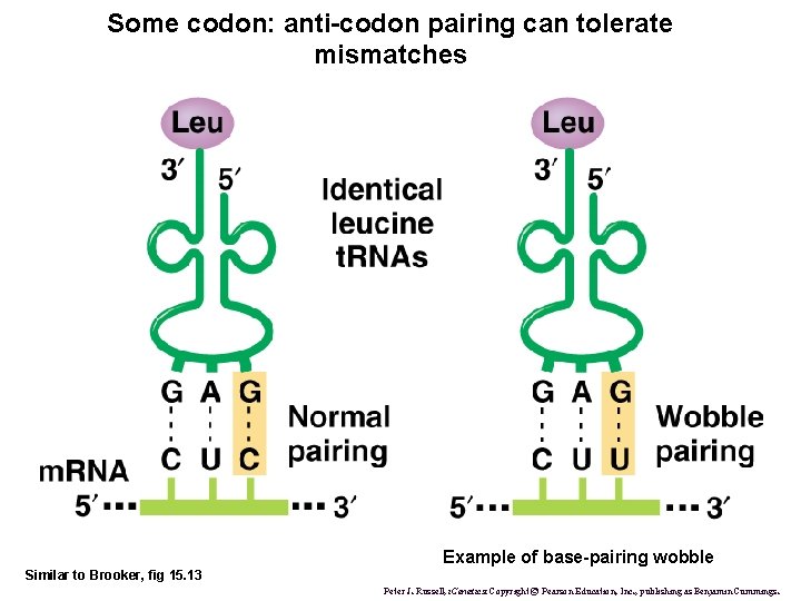 Some codon: anti-codon pairing can tolerate mismatches Example of base-pairing wobble Similar to Brooker,