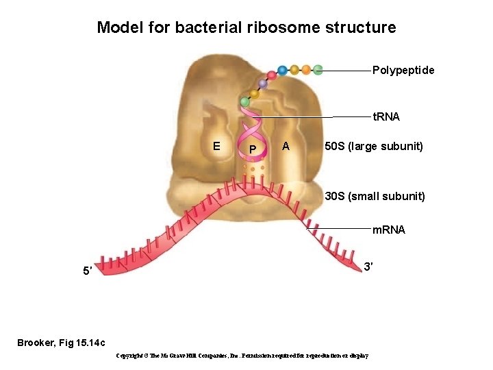 Model for bacterial ribosome structure Polypeptide t. RNA E P A 50 S (large