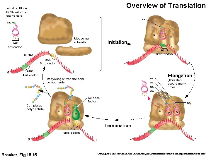 Overview of Translation Initiator t. RNA : t. RNA with first amino acid aa