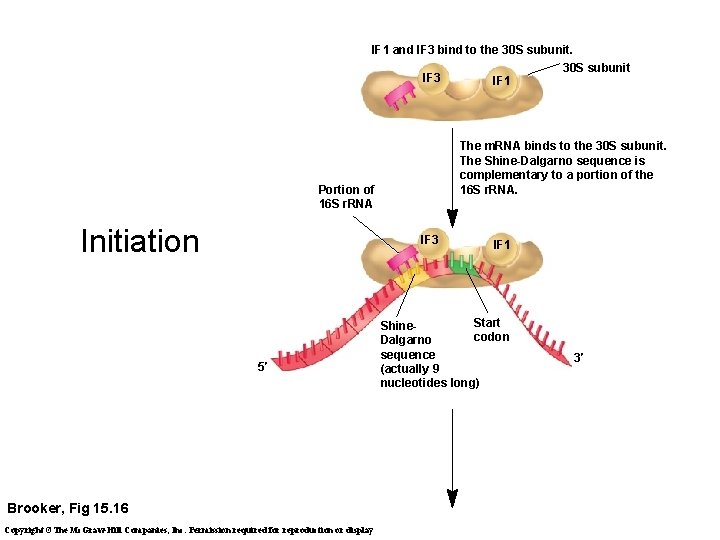 IF 1 and IF 3 bind to the 30 S subunit. IF 3 The