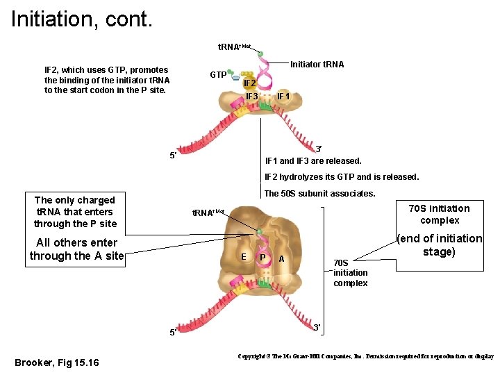 Initiation, cont. t. RNAf. Met IF 2, which uses GTP, promotes the binding of
