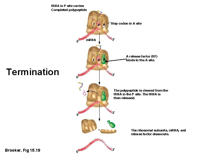 t. RNA in P site carries Completed polypeptide E P A 5′ Stop codon