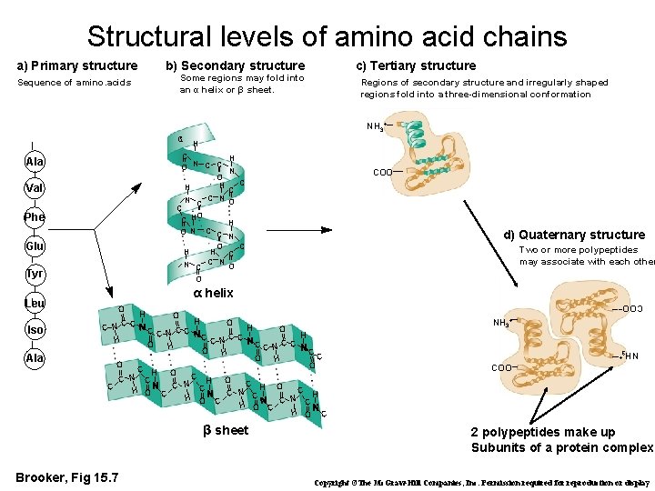 Structural levels of amino acid chains a) Primary structure c) Tertiary structure b) Secondary