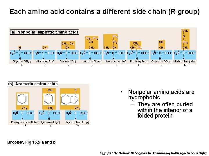 Each amino acid contains a different side chain (R group) CH 3 (a) Nonpolar,