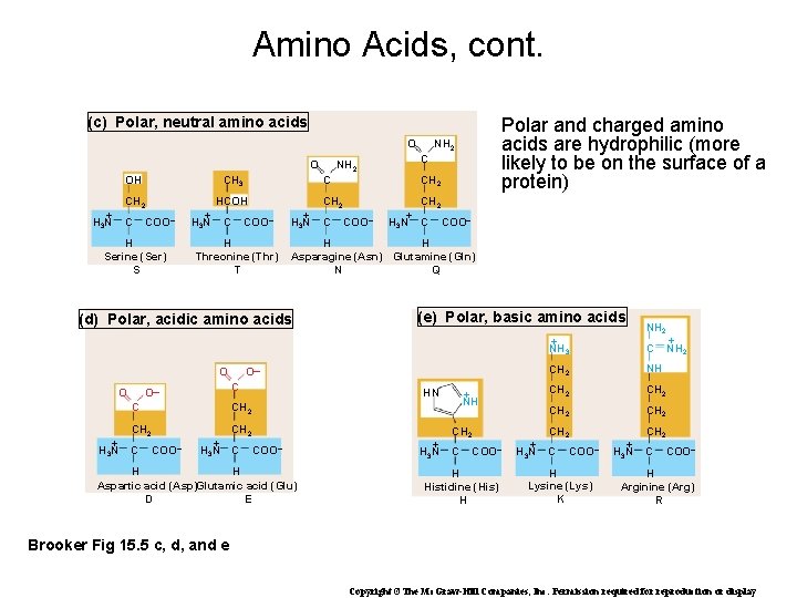 Amino Acids, cont. (c) Polar, neutral amino acids O O HCOH CH 2 +