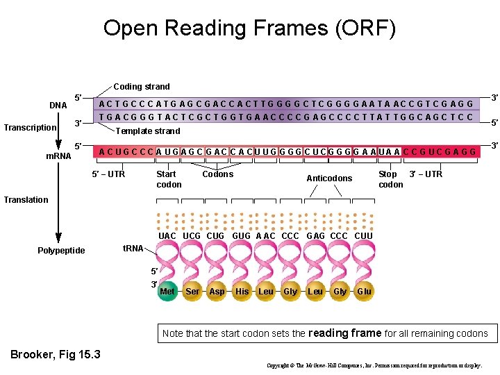 Open Reading Frames (ORF) Coding strand DNA Transcription 5′ 3′ 5′ m. RNA A
