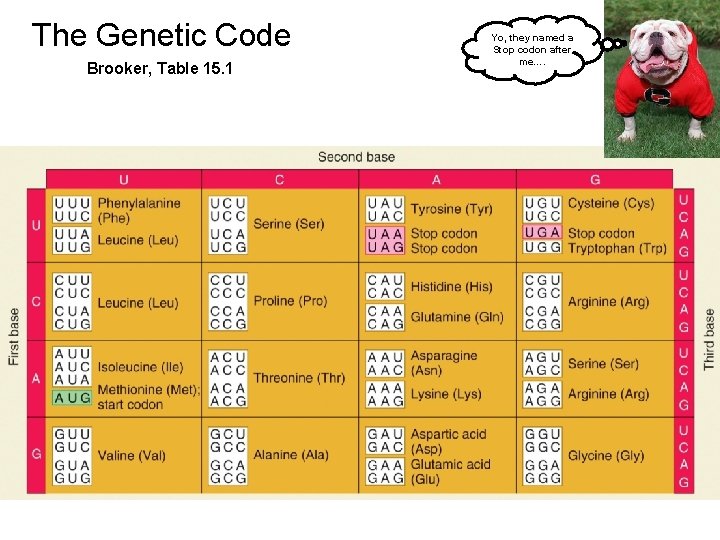 The Genetic Code Brooker, Table 15. 1 Yo, they named a Stop codon after