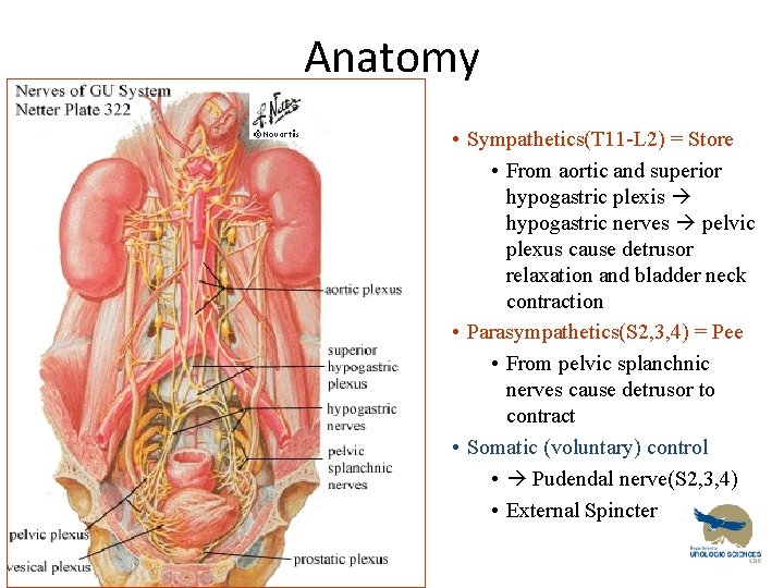 Anatomy • Nerves • Sympathetics(T 11 -L 2) = Store • From aortic and