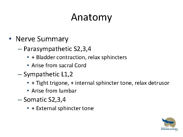 Anatomy • Nerve Summary – Parasympathetic S 2, 3, 4 • + Bladder contraction,