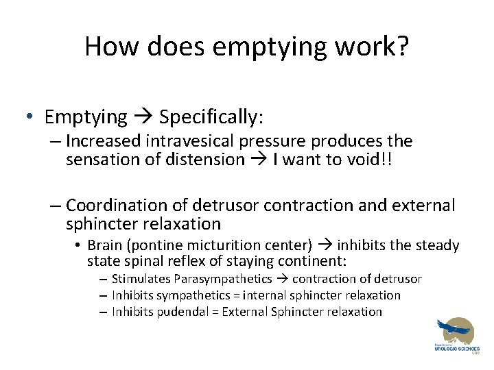 How does emptying work? • Emptying Specifically: – Increased intravesical pressure produces the sensation