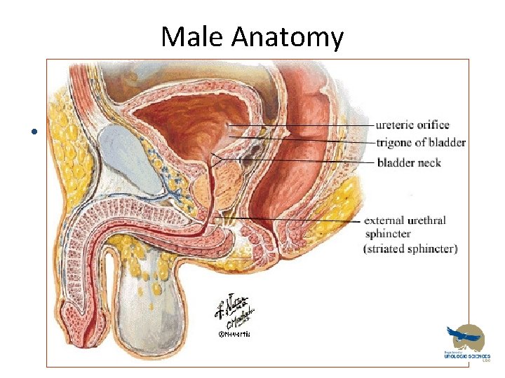 Male Anatomy • 1 