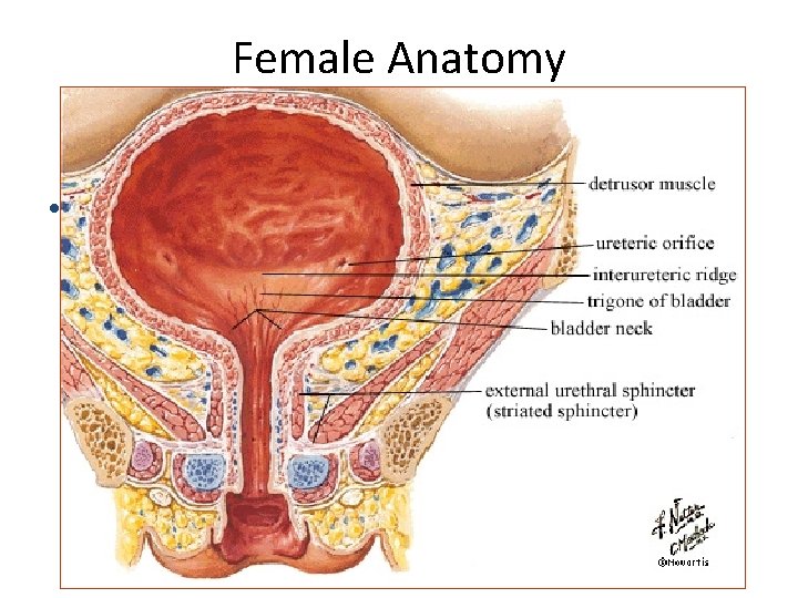 Female Anatomy • 1 