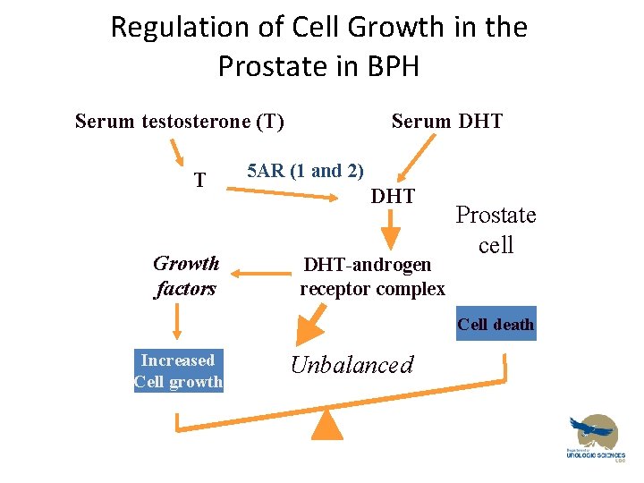 Regulation of Cell Growth in the Prostate in BPH Serum testosterone (T) T Growth