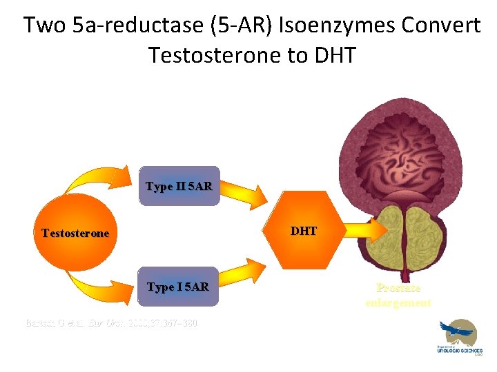 Two 5 a-reductase (5 -AR) Isoenzymes Convert Testosterone to DHT Type II 5 AR