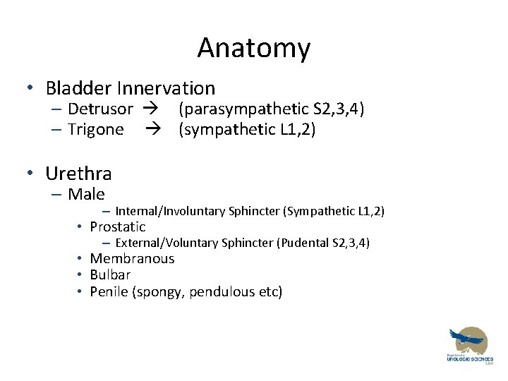 Anatomy • Bladder Innervation – Detrusor (parasympathetic S 2, 3, 4) – Trigone (sympathetic