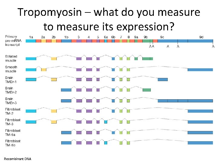 Tropomyosin – what do you measure to measure its expression? Recombinant DNA 