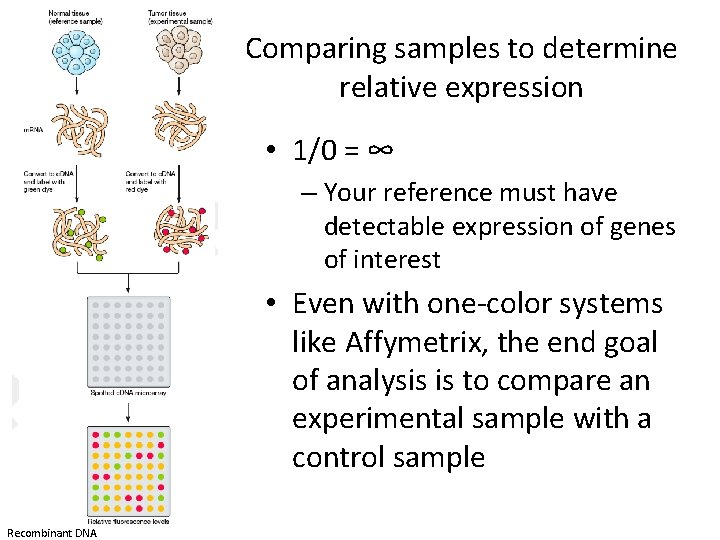 Comparing samples to determine relative expression • 1/0 = ∞ – Your reference must