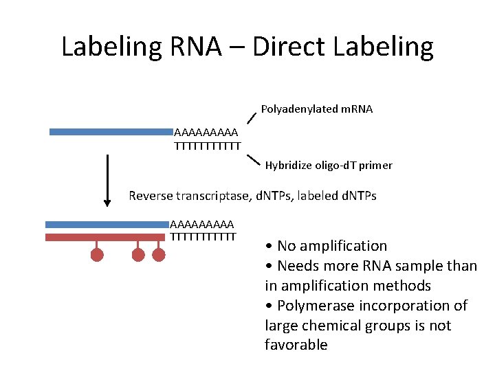 Labeling RNA – Direct Labeling Polyadenylated m. RNA AAAAA TTTTTT Hybridize oligo-d. T primer