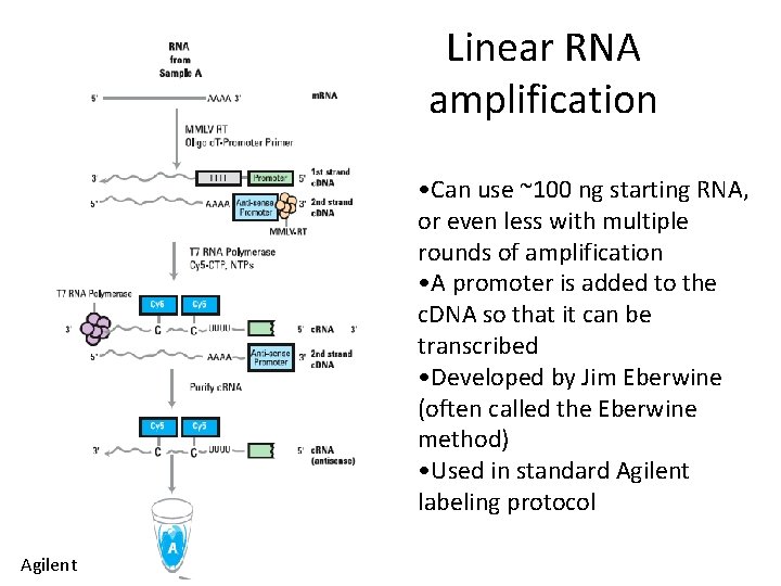 Linear RNA amplification • Can use ~100 ng starting RNA, or even less with