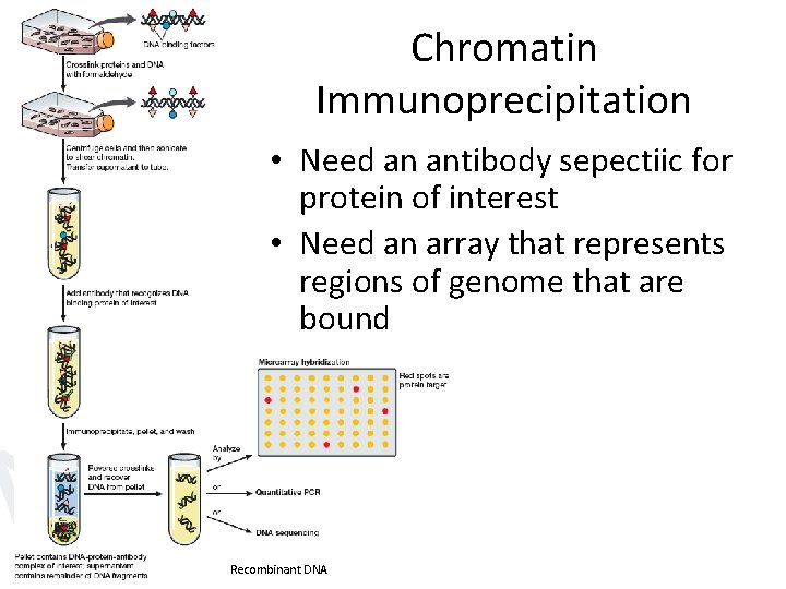 Chromatin Immunoprecipitation • Need an antibody sepectiic for protein of interest • Need an