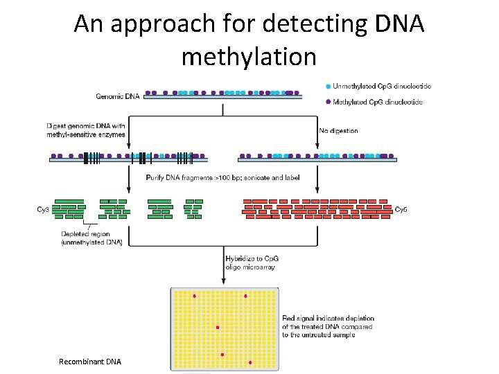 An approach for detecting DNA methylation Recombinant DNA 