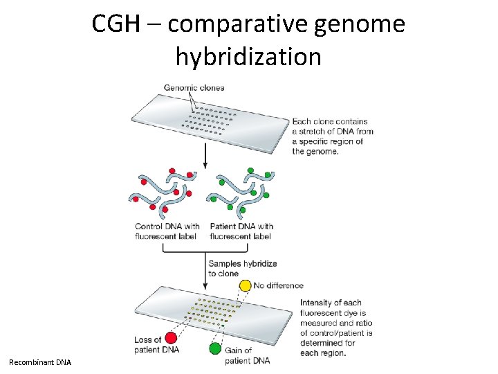 CGH – comparative genome hybridization Recombinant DNA 