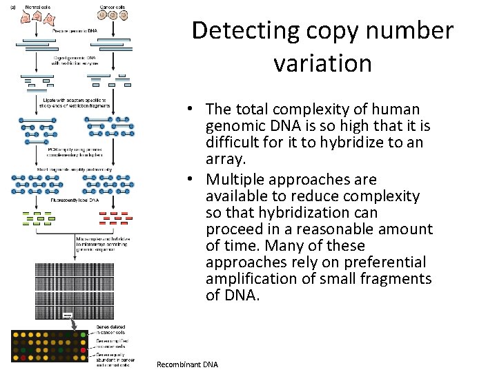 Detecting copy number variation • The total complexity of human genomic DNA is so