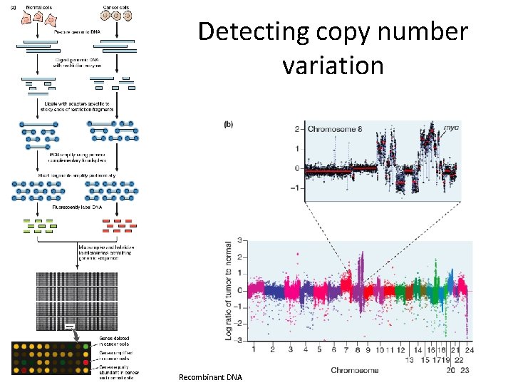 Detecting copy number variation Recombinant DNA 
