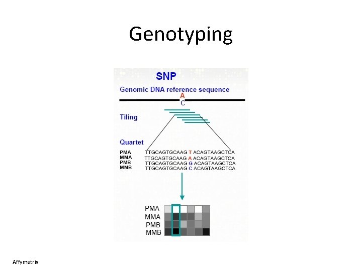 Genotyping Affymetrix 