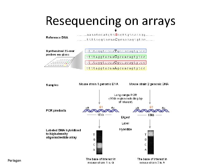 Resequencing on arrays Perlegen 