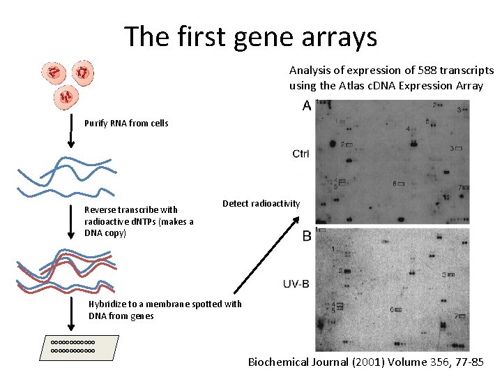 The first gene arrays Analysis of expression of 588 transcripts using the Atlas c.