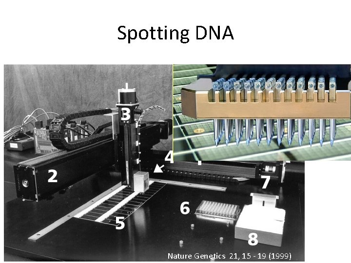 Spotting DNA Nature Genetics 21, 15 - 19 (1999) 