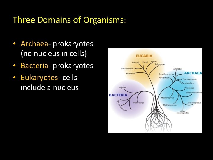 Three Domains of Organisms: • Archaea- prokaryotes (no nucleus in cells) • Bacteria- prokaryotes