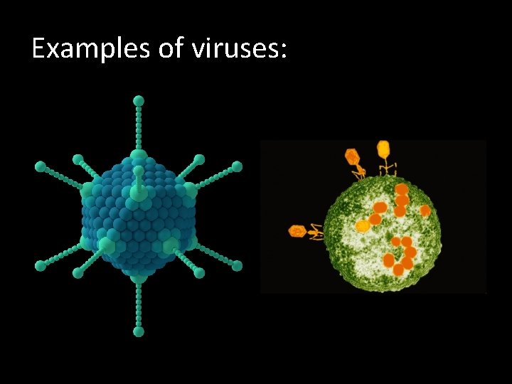 Examples of viruses: 