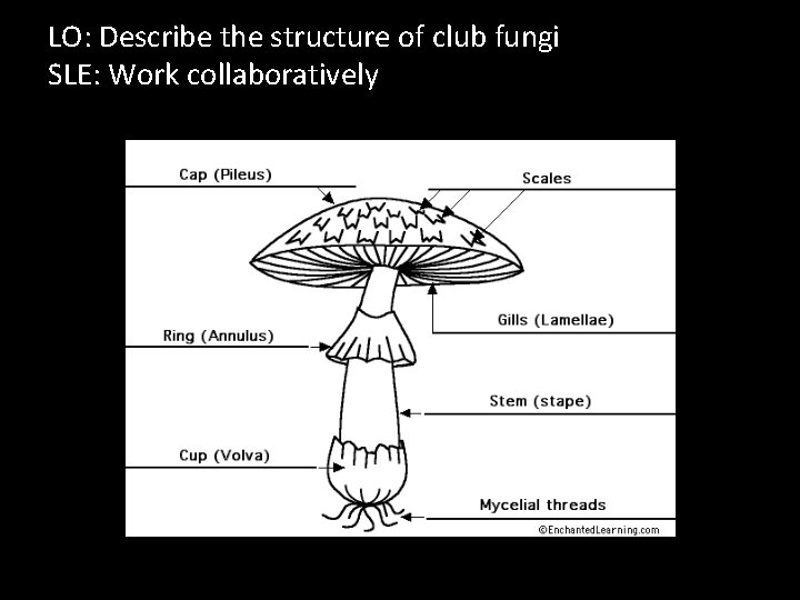 LO: Describe the structure of club fungi SLE: Work collaboratively 