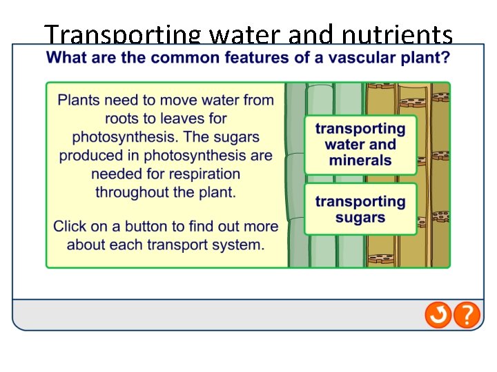 Transporting water and nutrients  Transporting water and nutrients