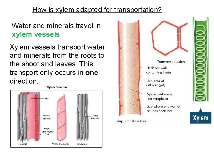 How is xylem adapted for transportation? Water and minerals travel in xylem vessels. Xylem How is xylem adapted for transportation? Water and minerals travel in xylem vessels. Xylem