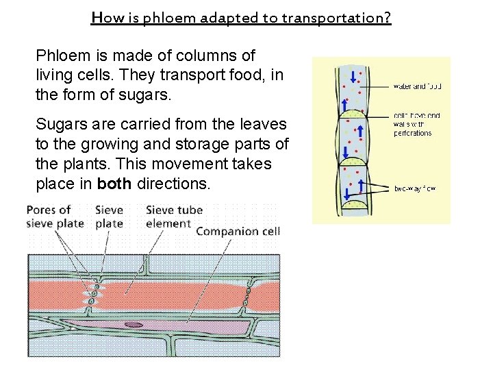 How is phloem adapted to transportation? Phloem is made of columns of living cells. How is phloem adapted to transportation? Phloem is made of columns of living cells.