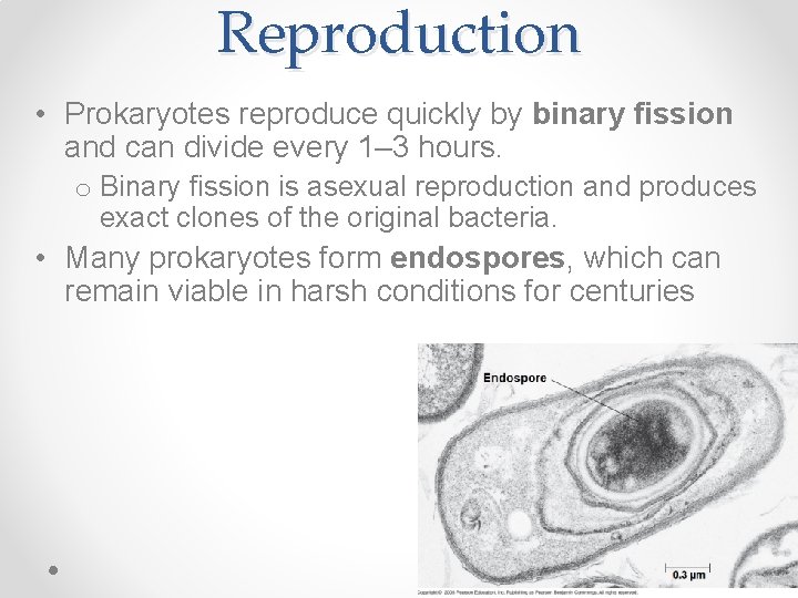 Reproduction • Prokaryotes reproduce quickly by binary fission and can divide every 1– 3